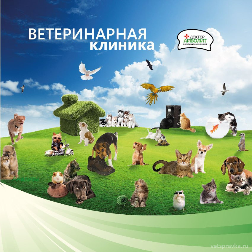 Ветеринарная клиника Доктор Айболит | Телефон +7 (831) 270-21-50 | Отзывы  на VetSpravka.ru