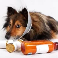 Ветеринарный центр Кот и пес Фото 2 на проекте VetSpravka.ru Ветеринарный центр Кот и пес Фото 2 на проекте VetSpravka.ru