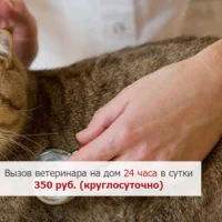 Ветеринарная клиника Доктор Zoo НН на улице Бурденко на проекте VetSpravka.ru Ветеринарная клиника Доктор Zoo НН на улице Бурденко на проекте VetSpravka.ru