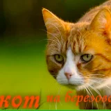 Ветеринарная клиника Рыжий кот Фото 1 на проекте VetSpravka.ru