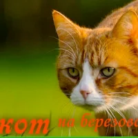 Ветеринарная клиника Рыжий кот Фото 1 на проекте VetSpravka.ru Ветеринарная клиника Рыжий кот Фото 1 на проекте VetSpravka.ru