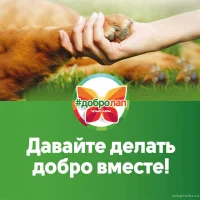 Благотворительный фонд Сострадание НН Фото 9 на проекте VetSpravka.ru Благотворительный фонд Сострадание НН Фото 9 на проекте VetSpravka.ru