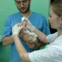 Нижегородский Ветеринарный Центр Фото 1 на проекте VetSpravka.ru Нижегородский Ветеринарный Центр Фото 1 на проекте VetSpravka.ru