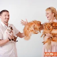 Питомник чихуахуа, шпицев и тибетских мастифов World Elite Dog Фото 1 на проекте VetSpravka.ru Питомник чихуахуа, шпицев и тибетских мастифов World Elite Dog Фото 1 на проекте VetSpravka.ru