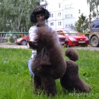 Питомник пуделей Ansvel Фото 2 на проекте VetSpravka.ru Питомник пуделей Ansvel Фото 2 на проекте VetSpravka.ru