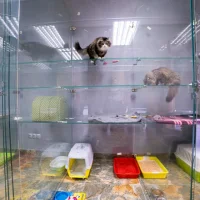 Гостиница для кошек CatView Фото 2 на проекте VetSpravka.ru Гостиница для кошек CatView Фото 2 на проекте VetSpravka.ru