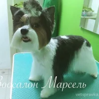 Салон-бутик Марсель на проекте VetSpravka.ru Салон-бутик Марсель на проекте VetSpravka.ru