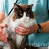 Выездная служба ветеринарной помощи вет Неотложка  на проекте VetSpravka.ru