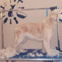 Зоосалон Happy Dog Фото 2 на проекте VetSpravka.ru Зоосалон Happy Dog Фото 2 на проекте VetSpravka.ru