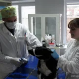 Ветеринарная клиника Чкаловский Айболит  на проекте VetSpravka.ru