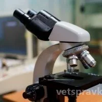 Ветеринарная клиника Кот Матроскин на Первоцветной улице Фото 2 на проекте VetSpravka.ru Ветеринарная клиника Кот Матроскин на Первоцветной улице Фото 2 на проекте VetSpravka.ru