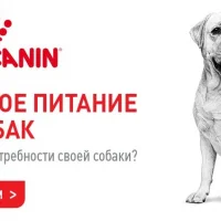Зоомагазин Кошкин дом в Московском районе Фото 2 на проекте VetSpravka.ru Зоомагазин Кошкин дом в Московском районе Фото 2 на проекте VetSpravka.ru